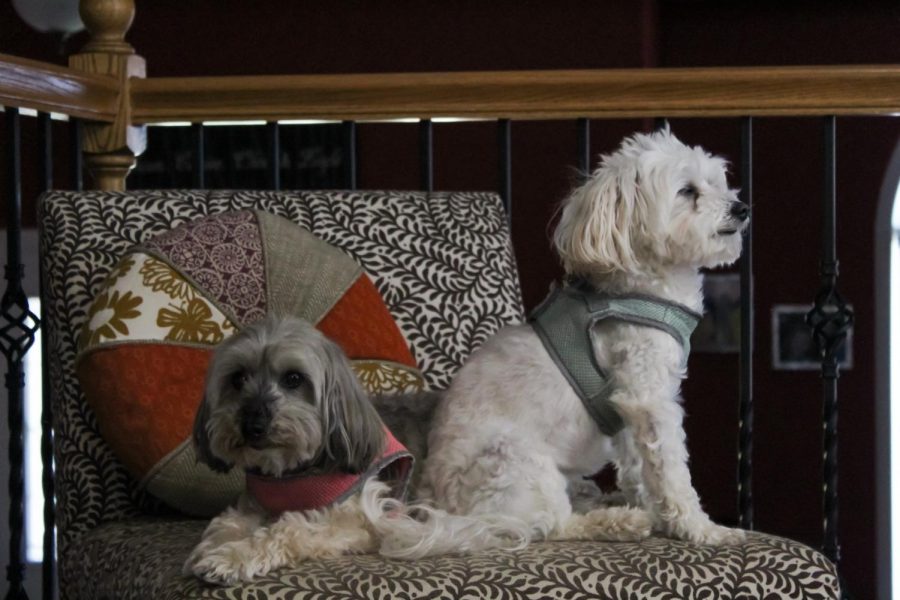 Adding joy to our newfound at-home lifestyle, dogs Lucy and Daisy relax and keep their family company during the stressful days that quarantine has brought.