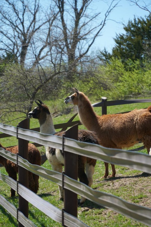 Having all been rescued these llamas now get to roam an open pen freely. Photo by Astin Ramos